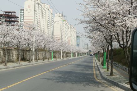 2004 벚꽃십리길 의 사진15