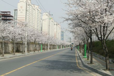 2004 벚꽃십리길 의 사진16