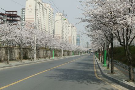 2004 벚꽃십리길 의 사진17