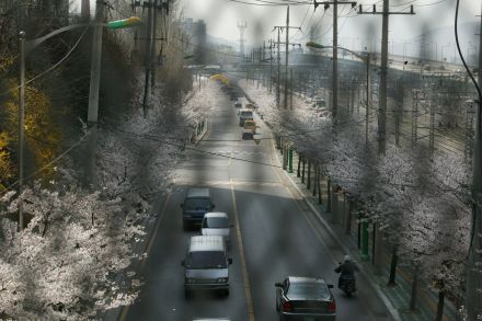 2004 벚꽃십리길 의 사진18
