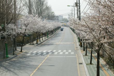 2004 벚꽃십리길 의 사진21