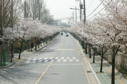2004 벚꽃십리길 의 사진22