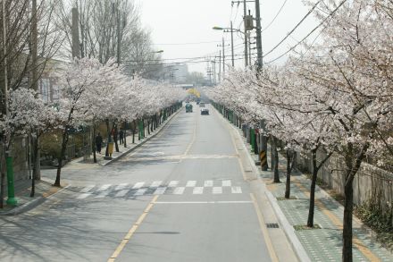 2004 벚꽃십리길 의 사진23