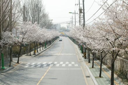 2004 벚꽃십리길 의 사진25