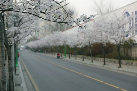 2004 벚꽃십리길 의 사진26
