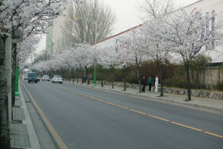 2004 벚꽃십리길 의 사진28