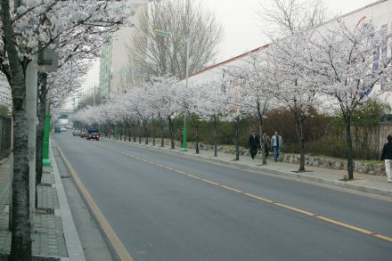 2004 벚꽃십리길 의 사진29