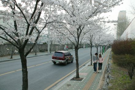 2004 벚꽃십리길 의 사진30