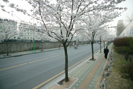 2004 벚꽃십리길 의 사진31
