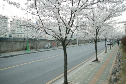 2004 벚꽃십리길 의 사진32