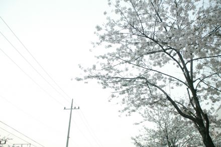 2004 벚꽃십리길 의 사진34