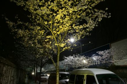벚꽃십리길 야경 (색상조명) 의 사진9