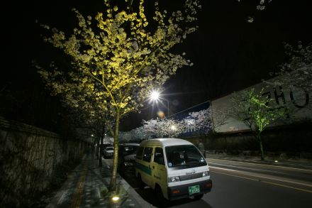 벚꽃십리길 야경 (색상조명) 의 사진10