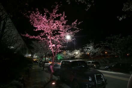 벚꽃십리길 야경 (색상조명) 의 사진12