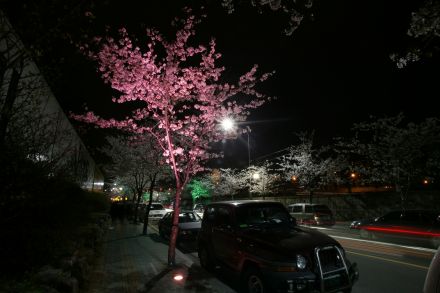 벚꽃십리길 야경 (색상조명) 의 사진13