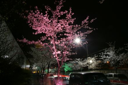 벚꽃십리길 야경 (색상조명) 의 사진14