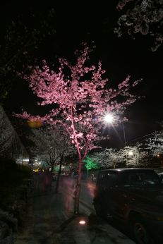 벚꽃십리길 야경 (색상조명) 의 사진15