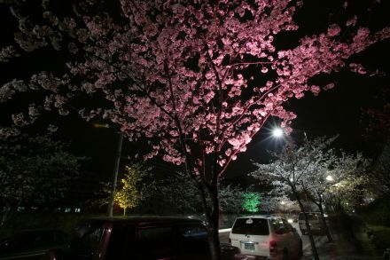 벚꽃십리길 야경 (색상조명) 의 사진16