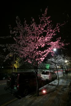벚꽃십리길 야경 (색상조명) 의 사진17