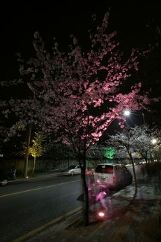 벚꽃십리길 야경 (색상조명) 의 사진18