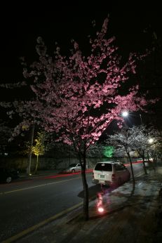 벚꽃십리길 야경 (색상조명) 의 사진19