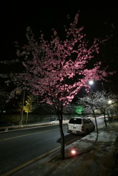 벚꽃십리길 야경 (색상조명) 의 사진20
