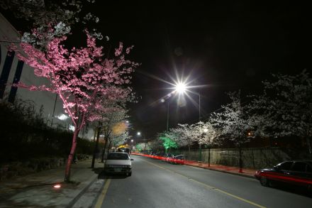 벚꽃십리길 야경 (색상조명) 의 사진21