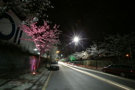 벚꽃십리길 야경 (색상조명) 의 사진22