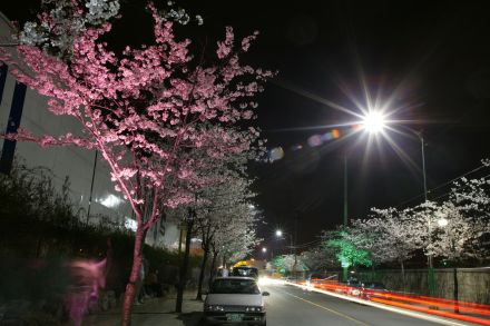 벚꽃십리길 야경 (색상조명) 의 사진23