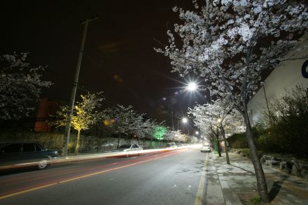 벚꽃십리길 야경 (색상조명) 의 사진24