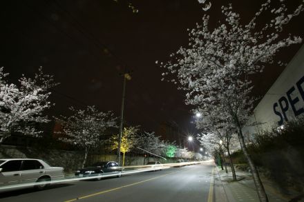 벚꽃십리길 야경 (색상조명) 의 사진25