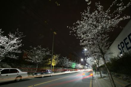벚꽃십리길 야경 (색상조명) 의 사진26