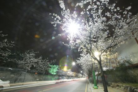벚꽃십리길 야경 (색상조명) 의 사진27