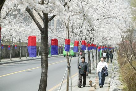 2005 시흥역 벚꽃십리길(주간) 의 사진1