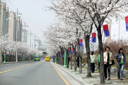 2005 시흥역 벚꽃십리길(주간) 의 사진2