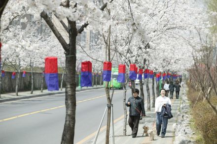 2005 시흥역 벚꽃십리길(주간) 의 사진3
