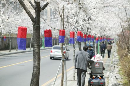 2005 시흥역 벚꽃십리길(주간) 의 사진5