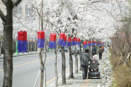 2005 시흥역 벚꽃십리길(주간) 의 사진6