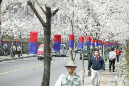 2005 시흥역 벚꽃십리길(주간) 의 사진7