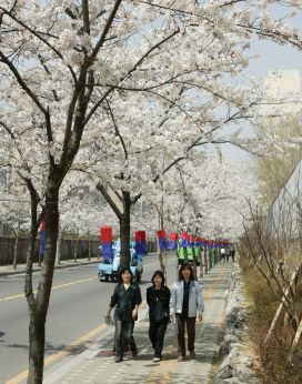 2005 시흥역 벚꽃십리길(주간) 의 사진9