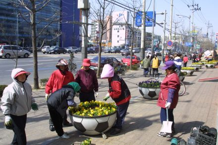 구청 앞 새봄맞이 꽃 단장 의 사진3