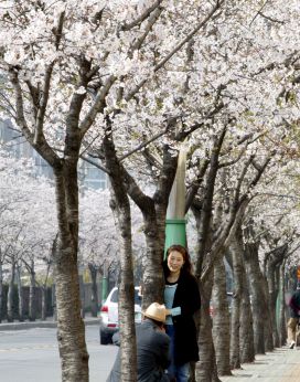 2007년벚꽃십리길 의 사진