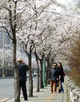 2007년벚꽃십리길 의 사진2