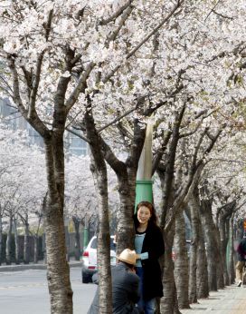 2007년벚꽃십리길 의 사진4