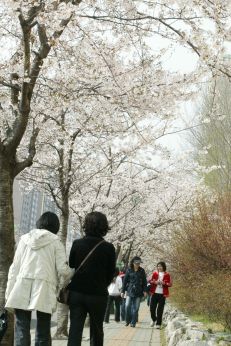 2007년벚꽃십리길 의 사진5
