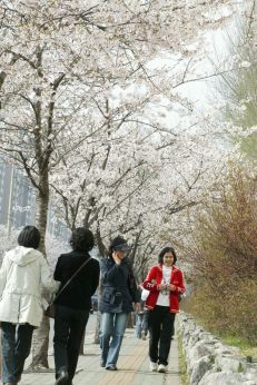 2007년벚꽃십리길 의 사진6
