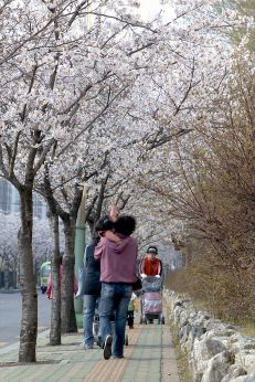2007년벚꽃십리길 의 사진8