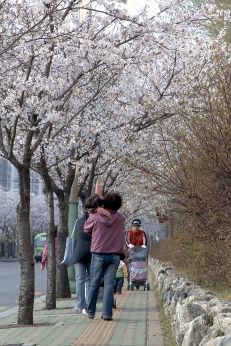 2007년벚꽃십리길 의 사진9