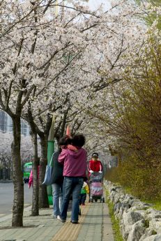 2007년벚꽃십리길 의 사진10
