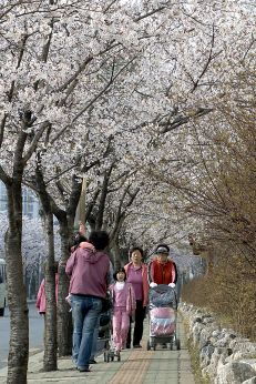 2007년벚꽃십리길 의 사진11